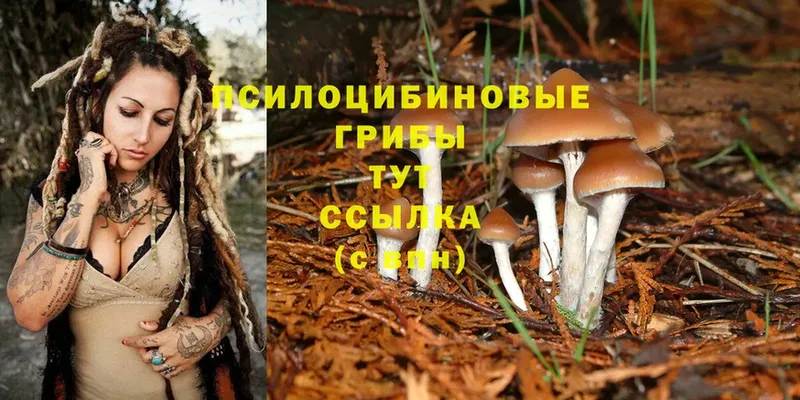 Псилоцибиновые грибы Cubensis  hydra зеркало  Губаха 